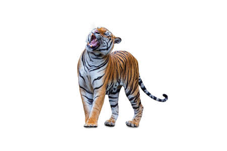 royal tiger (P. t. corbetti) isolated on white background clipping path included. The tiger is staring at its prey. Hunter concept.の写真素材