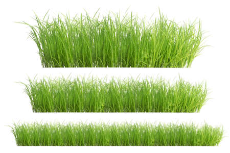 Rice seedlings isolated on white background. Green Grass Border isolated on white background.The collection of grass.The grass is native to Thailand is very popular in the front yard.の写真素材
