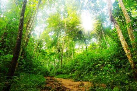 Forest in the morning in a fog in the sun, trees in a haze of light.  Scenic forest of fresh green deciduous trees framed by leaves, with the sun casting its warm rays through the foliageの写真素材