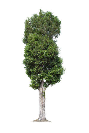 Isolated trees on white background.  tropical tree in the northeast of Thailand, used for design, advertising and architectureの写真素材