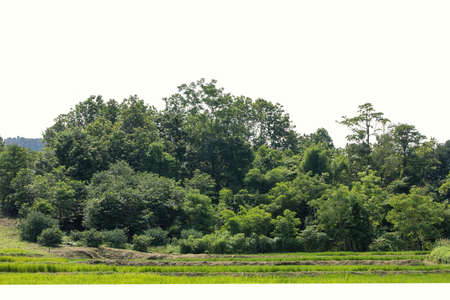 Group of tree. Green treeline isolated on white background.の写真素材
