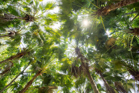 Palm trees at sunset light. palm trees in backlit Bottom view of a date palm tree.の写真素材