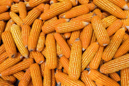 Beautiful Ripe yellow corn. Corn and Grain Handling or Harvesting Terminal. Corn Can be Used for Food, Feed or Ethanol farm natural organic conceptの写真素材