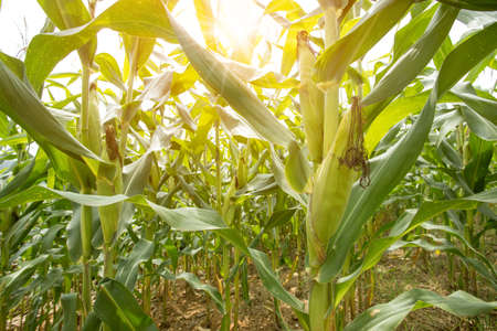 Beautiful morning sunrise over the corn field. A selective focus picture of corn cob in organic corn...