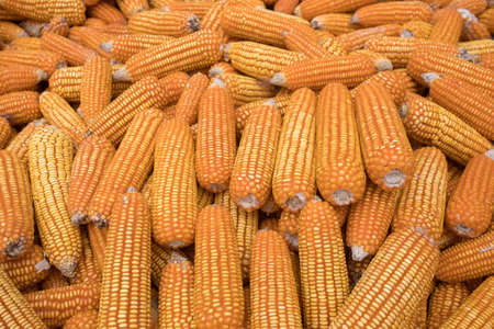 Beautiful Ripe yellow corn. Corn and Grain Handling or Harvesting Terminal. Corn Can be Used for Food, Feed or Ethanol farm natural organic conceptの写真素材