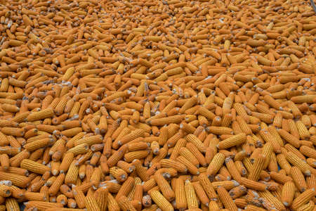 Beautiful Ripe yellow corn. Corn and Grain Handling or Harvesting Terminal. Corn Can be Used for...