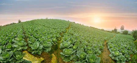 Group of butterflies puddling on the ground and flying in nature, Thailand Butterflies swarm eats minerals in Ban Krang Camp, Kaeng Krachan National Park at Thailandの写真素材