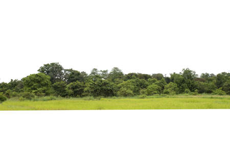 Group of butterflies puddling on the ground and flying in nature, Thailand Butterflies swarm eats minerals in Ban Krang Camp, Kaeng Krachan National Park at Thailandの写真素材