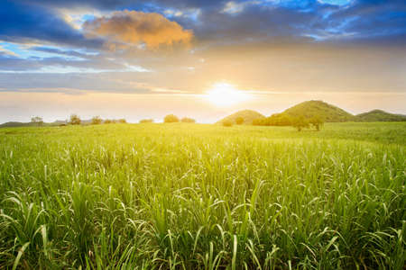 Group of butterflies puddling on the ground and flying in nature, Thailand Butterflies swarm eats minerals in Ban Krang Camp, Kaeng Krachan National Park at Thailandの写真素材