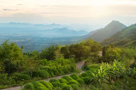 Group of butterflies puddling on the ground and flying in nature, Thailand Butterflies swarm eats minerals in Ban Krang Camp, Kaeng Krachan National Park at Thailandの写真素材
