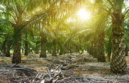 palm oil plantation growing up. Palm oil plantation and morning sunlightの写真素材