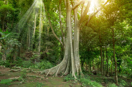 Forest in the morning in a fog in the sun, trees in a haze of light.  Scenic forest of fresh green deciduous trees framed by leaves, with the sun casting its warm rays through the foliageの写真素材