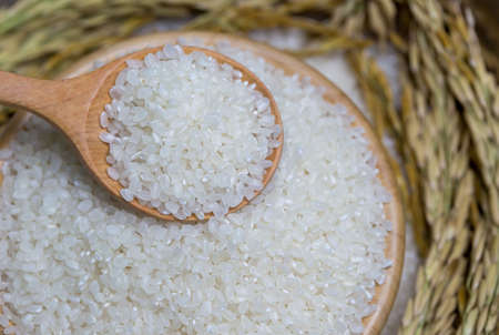 Rice used for sushi. Short Grain Sushi Koshihikari Rice. High resolution.  rice grains healthy food on white backgroundの写真素材