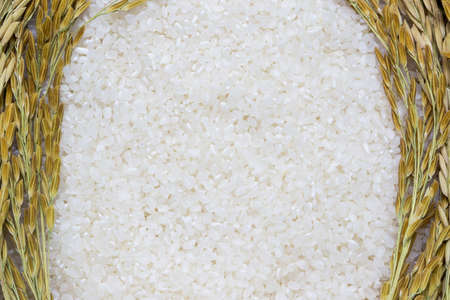 Rice used for sushi. Short Grain Sushi Koshihikari Rice. High resolution.  rice grains healthy food on sack backgroundの写真素材