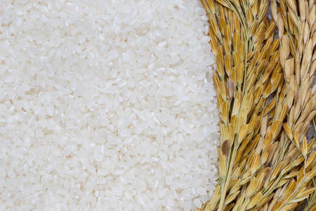 Rice used for sushi. Short Grain Sushi Koshihikari Rice. High resolution.  rice grains healthy food...