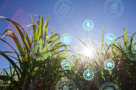 Innovation technology for smart farm system, Agriculture management, Hand holding smartphone with smart technology concept. asian male farmer working in Sugarcane farm To collect data to study.の写真素材