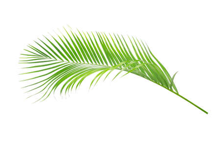 Green leaves of palm tree isolated on white backgroundの写真素材