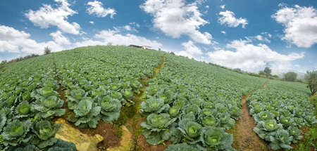 Cabbage field. Beautiful vivid agriculture field in rural area. landscape travel Thailand farm local green garden nature cabbage at Phu Tub Berk Phetchabun province Thailand.の写真素材