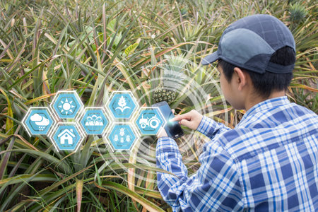 Innovation technology for smart farm system, Agriculture management, Hand holding smartphone with smart technology concept. asian male farmer working in pineapple farm To collect data to study.の写真素材