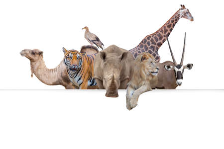 Row of African safari animals hanging their paws over a white banner. Image sized to fit a popular social media timeline photo placeholderの写真素材