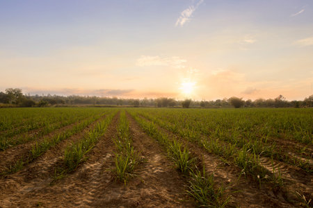 Sugarcane field at sunset. sugarcane is a grass of poaceae family. it taste sweet and good for health. Well known as tebu in malaysiaの写真素材