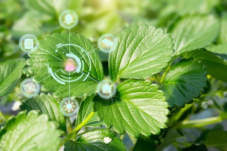 Innovation technology for smart farm system, Agriculture management, Hand holding smartphone with smart technology concept in Strawberry farm To collect data to study.の写真素材