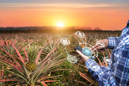 Innovation technology for smart farm system, Agriculture management, Hand holding smartphone with smart technology concept. asian male farmer working in pineapple farm To collect data to study.の写真素材