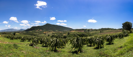 Panorama Garden dragon. Dragon fruit on plant, Raw Pitaya fruit on tree, A pitaya or pitahaya is the fruit of several cactus species indigenous to the Americas.の写真素材