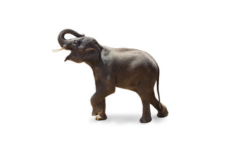 Elephants in Chiang Mai. Elephant Nature Park, Thailand. Asia elephant on isolated white background.の写真素材