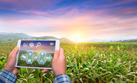 Innovation technology for smart farm system, Agriculture management, Hand holding smartphone with smart technology concept. asian male farmer working in corn farm To collect data to study.の写真素材