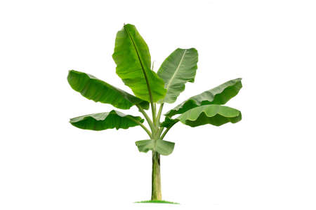 isolated  Banana tree on White Background.Large Banana trees database Botanical garden organization elements of Asian nature in Thailand, tropical trees isolated used for design, advertisingの写真素材