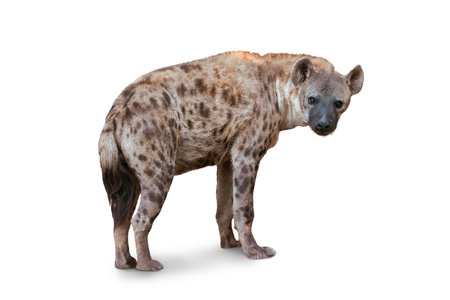 The Spotted hyena isolated on White Background. Genus crocuta. Africa.の写真素材