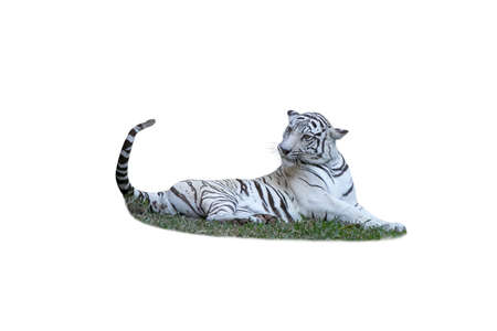 white tiger. Isolated over white backgroundの写真素材