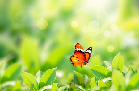 Closeup nature view of butterfly with green leaf on blurred greenery background in garden with copy space using as background natural green plants landscape, ecology, fresh wallpaper concept.の写真素材