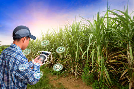 Innovation technology for smart farm system, Agriculture management, Hand holding smartphone with smart technology concept. asian male farmer working in Sugarcane farm To collect data to study.の写真素材