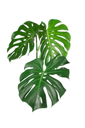 Dark green leaves of monstera or split leaf philodendron (Monstera deliciosa) tropical foliage plant growing in forest isolated on a white background, Monstera Deliciosa plant leaves. web designs.の写真素材