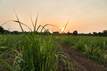 Sugarcane field at sunset. sugarcane is a grass of poaceae family. it taste sweet and good for health. Well known as tebu in malaysiaの写真素材