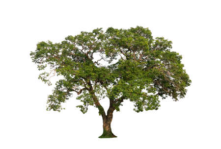 isolated tree on white background isolated tropical tree used for advertising and architecture designの写真素材