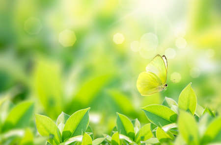 Closeup nature view of butterfly with green leaf on blurred greenery background in garden with copy...