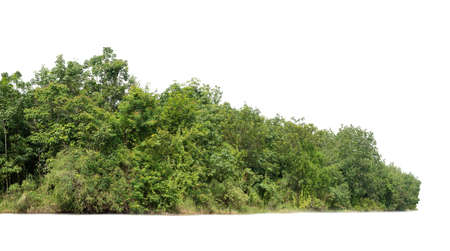 Group of tree isolated on white,tropical trees isolated used for design, advertising and architecture. Isolated island on a white background.の写真素材