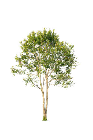 Isolated trees on white background.  tropical tree in the northeast of Thailand, used for design, advertising and architectureの写真素材
