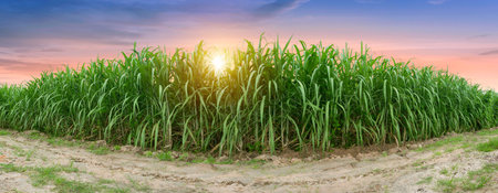 row of cassava tree in field. Growing cassava, young shoots growing. The cassava is the tropical food plant,it is a cash crop in Thailand. This is the landscape of cassava plantation in the Thailand.の写真素材