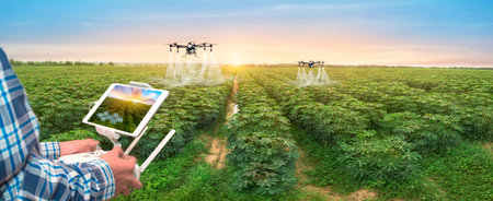row of cassava tree in field. Growing cassava, young shoots growing. The cassava is the tropical food plant,it is a cash crop in Thailand. This is the landscape of cassava plantation in the Thailand.の写真素材