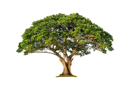 row of cassava tree in field. Growing cassava, young shoots growing. The cassava is the tropical food plant,it is a cash crop in Thailand. This is the landscape of cassava plantation in the Thailand.の写真素材