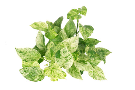 row of cassava tree in field. Growing cassava, young shoots growing. The cassava is the tropical food plant,it is a cash crop in Thailand. This is the landscape of cassava plantation in the Thailand.の写真素材