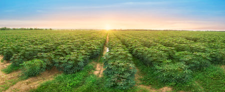 row of cassava tree in field. Growing cassava, young shoots growing. The cassava is the tropical...