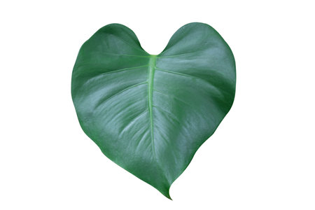 Creative background, plastic bottle floating in the ocean, a bottle in the water. The concept of environmental pollution, non-decomposable plastic, increased debris in the world's oceans.の写真素材