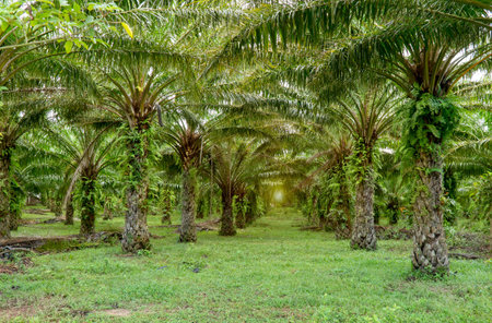palm oil plantation growing up. Palm oil plantation and morning sunlightの写真素材