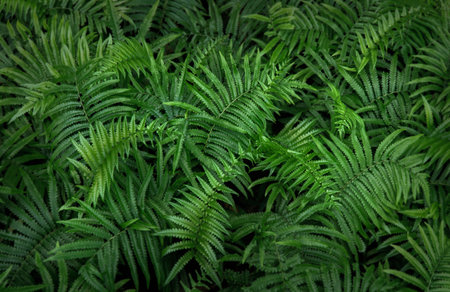 Beautyful ferns leaves green foliage natural floral fern background in sunlight. Bright green fern leaves as background. Selective focusの写真素材