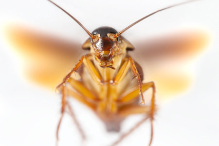 Cockroach isolated on white background. Cockroaches are flying insects and cockroaches are also carriers of human pathogens.の写真素材